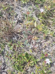 Phyllanthus abnormis