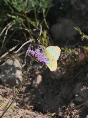Colias phicomone