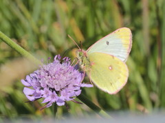 Colias phicomone