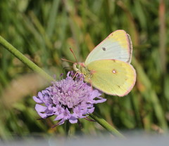 Colias phicomone