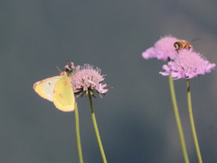 Colias phicomone