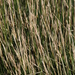 Pohl Veldtgrass - Photo (c) Tony Rebelo, some rights reserved (CC BY-SA), uploaded by Tony Rebelo