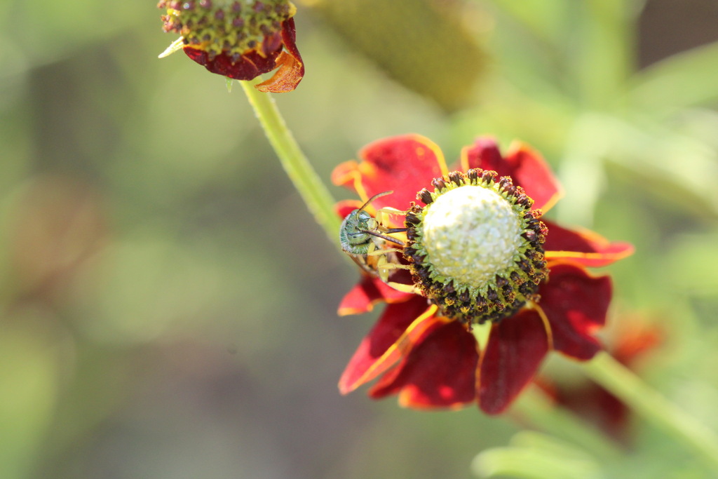 Striped Sweat Bees In July 2023 By EleodesThermopolis INaturalist   Large 