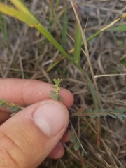 Phyllanthus abnormis