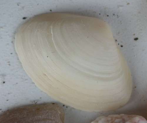 Spisula raveneli