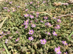 Spergularia bocconei