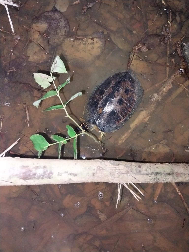 Spotted-legged Turtle from Princes Town Regional Corporation, Trinidad ...