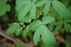 Gymnospermium altaicum