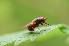 Rhingia nasica image