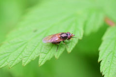 Rhingia nasica image