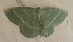 Chlorissa viridata