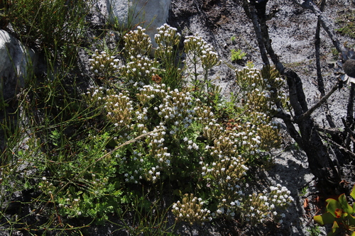 Image of Pseudoselago peninsulae by (c) Tony Rebelo, some rights reserved (CC BY-SA)