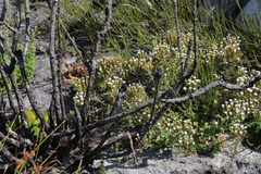 Pseudoselago peninsulae