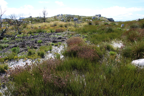 Image of Peninsula Puffbush (Pseudoselago peninsulae) by (c) Tony Rebelo, some rights reserved (CC BY-SA)