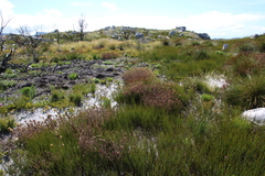Pseudoselago peninsulae