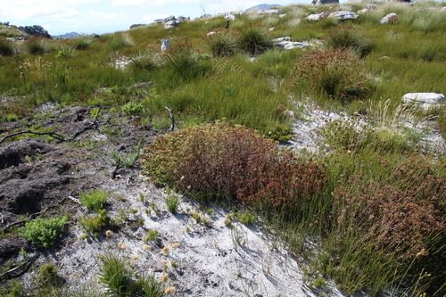 Image of Peninsula Puffbush (Pseudoselago peninsulae) by (c) Tony Rebelo, some rights reserved (CC BY-SA)