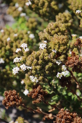 Pseudoselago peninsulae