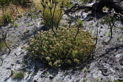 Pseudoselago peninsulae