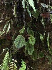 Gesnerieae