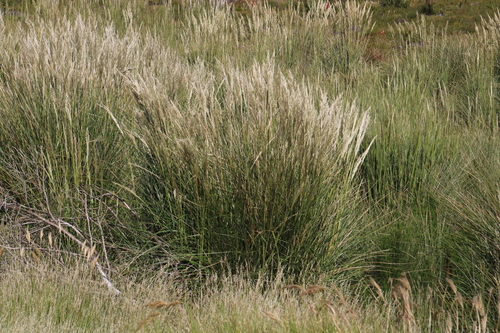 Capeochloa
