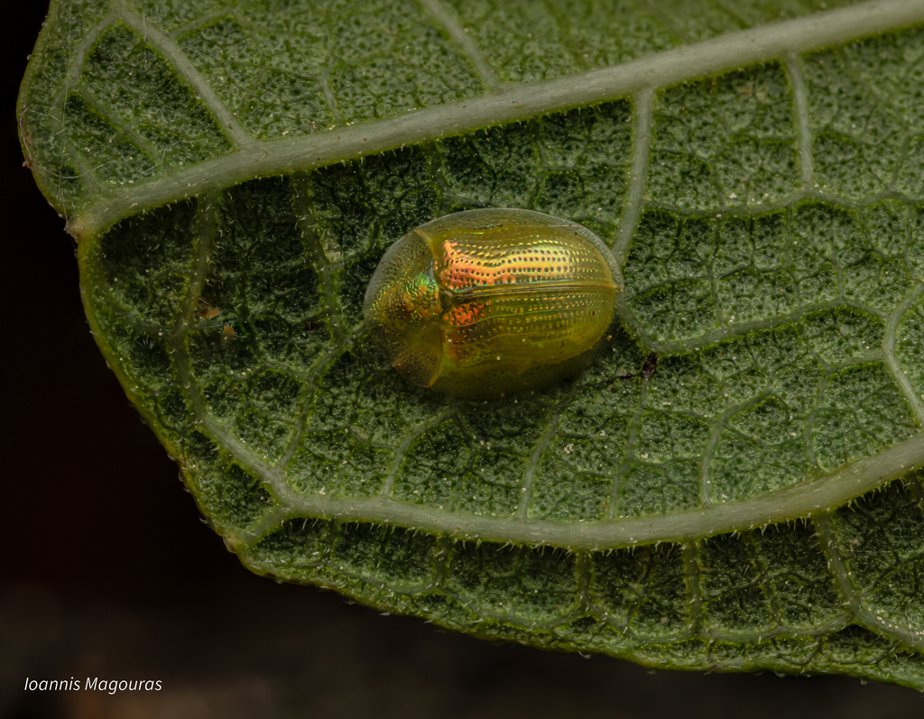 Cassida margaritacea