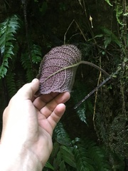 Gesnerieae