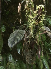 Gesnerieae