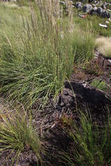 Capeochloa cincta