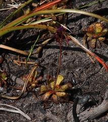 Drosera cuneifolia