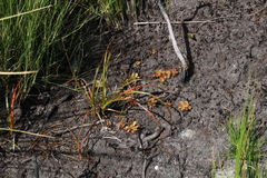 Drosera cuneifolia