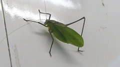 Mecopodinae