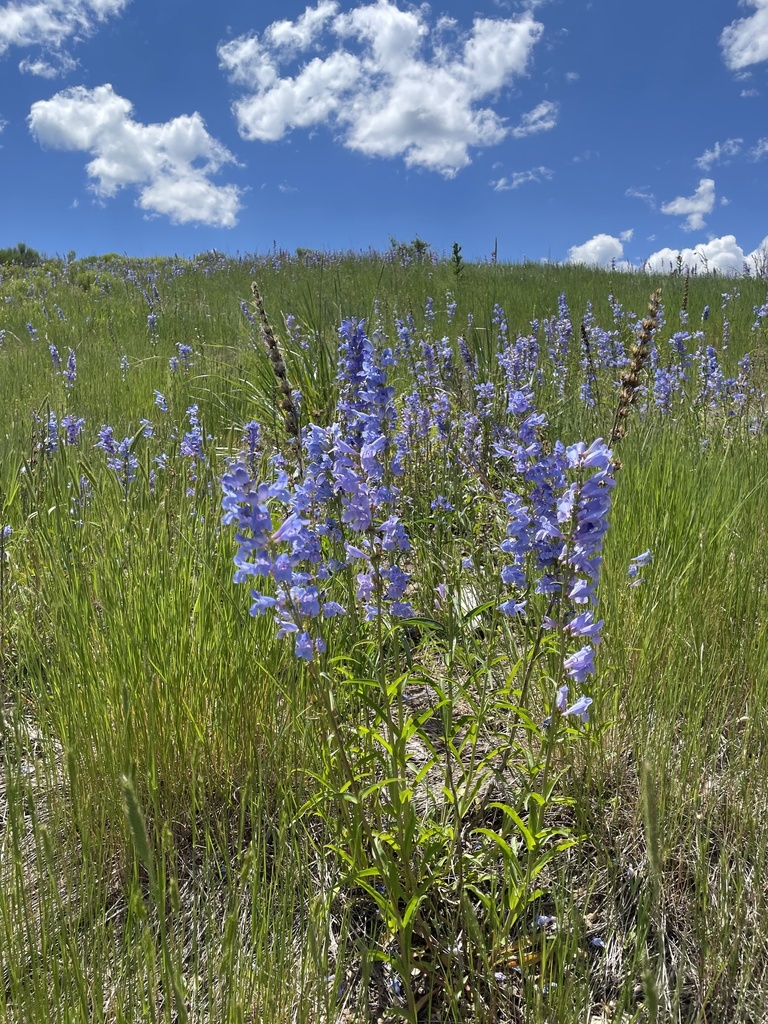 Penstemon strictus, White River National Forest, Avon, CO, US
