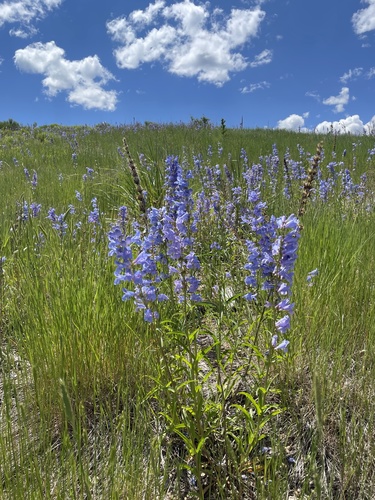 Rocky Mountain penstemon (Penstemon strictus)