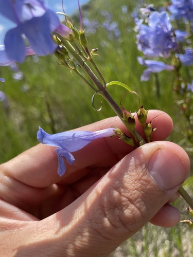 Penstemon strictus