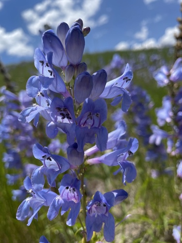 Penstemon strictus