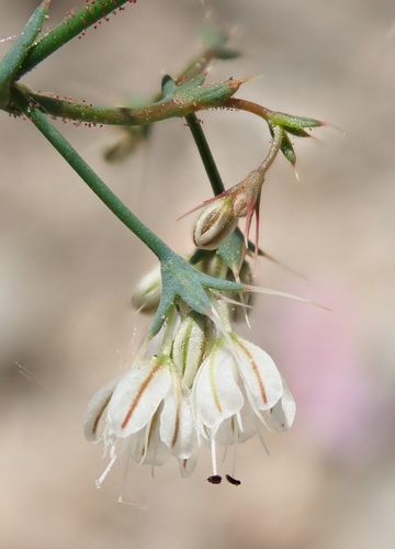 Acanthoscyphus parishii var. goodmaniana