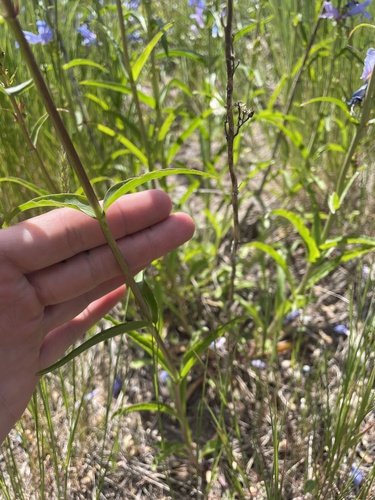 Penstemon strictus