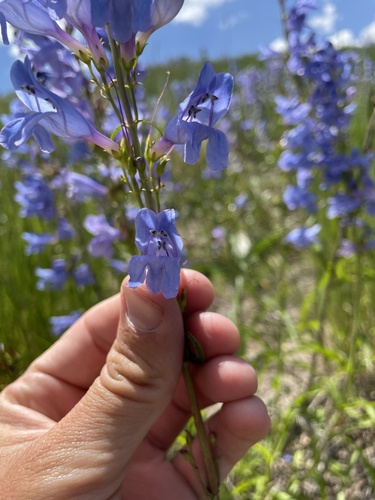 Penstemon strictus