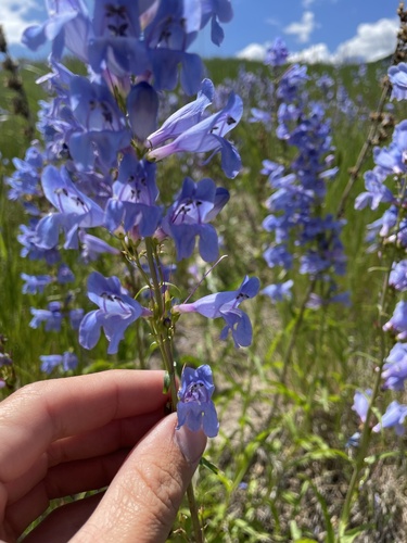 Penstemon strictus