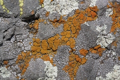 Polycauliona bolacina