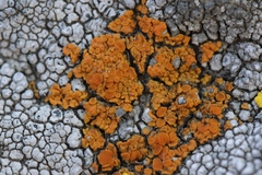 Polycauliona bolacina