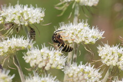 Dolichovespula adulterina