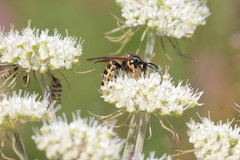 Dolichovespula adulterina