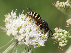 Dolichovespula adulterina