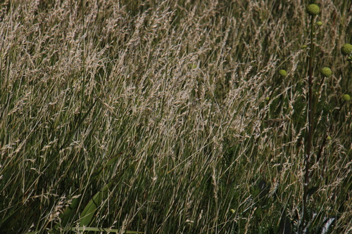 Image of Ehrharta ramosa by (c) Tony Rebelo, some rights reserved (CC BY-SA)