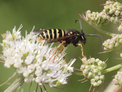Dolichovespula adulterina