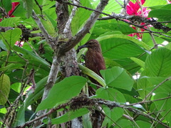 Xiphocolaptes promeropirhynchus