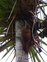 Xiphocolaptes promeropirhynchus