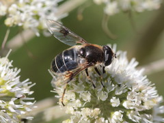Eristalis rupium