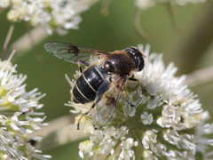 Eristalis rupium
